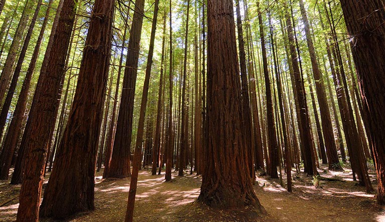 redwoods-whakarewarewa-forest-rotorua-new-xealand